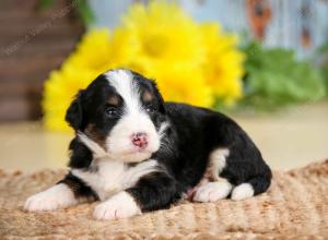 tri-colored male standard bernedoodle near Chicago Illinois