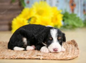 tri-colored male standard bernedoodle near Chicago Illinois