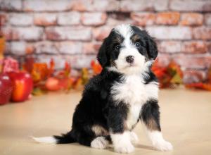 tri-colored male standard bernedoodle near Chicago Illinois