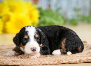 tri-colored female standard bernedoodle near Chicago Illinois