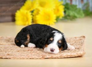 tri-colored female standard bernedoodle near Chicago Illinois