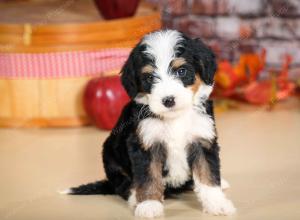 tri-colored female standard bernedoodle near Chicago Illinois