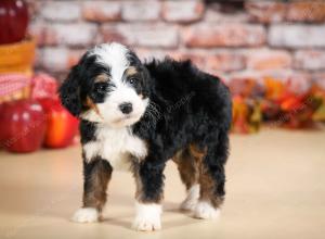 tri-colored female standard bernedoodle near Chicago Illinois