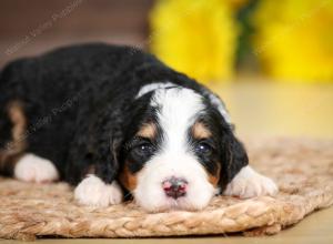 tri-colored female standard bernedoodle near Chicago Illinois