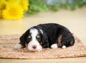 tri-colored female standard bernedoodle near Chicago Illinois