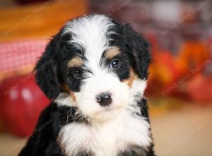 tri-colored female standard bernedoodle near Chicago Illinois