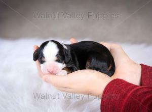 tri-colored mini bernedoodle baby puppy