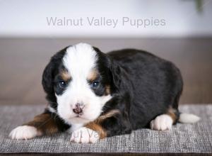 tri-colored mini bernedoodle baby puppy