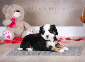 tri-colored mini bernedoodle baby puppy