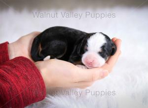 tri-colored mini bernedoodle baby puppy