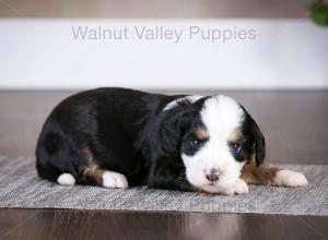 tri-colored mini bernedoodle baby puppy