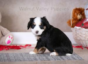 tri-colored mini bernedoodle baby puppy