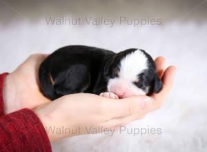 tri-colored mini bernedoodle baby puppy