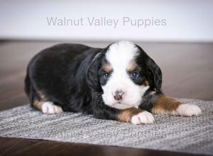 tri-colored mini bernedoodle baby puppy