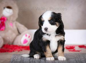 tri-colored mini bernedoodle baby puppy