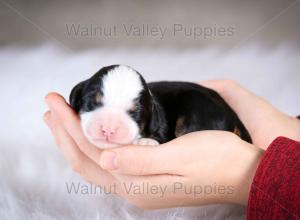 tri-colored mini bernedoodle baby puppy