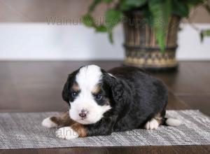 tri-colored mini bernedoodle baby puppy
