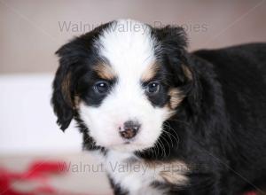 tri-colored mini bernedoodle baby puppy