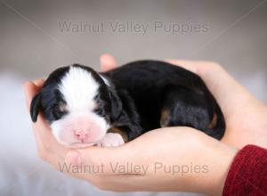 tri-colored mini bernedoodle baby puppy