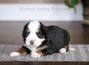 tri-colored mini bernedoodle baby puppy