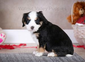 tri-colored mini bernedoodle baby puppy