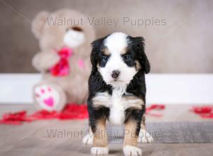 tri-colored mini bernedoodle baby puppy