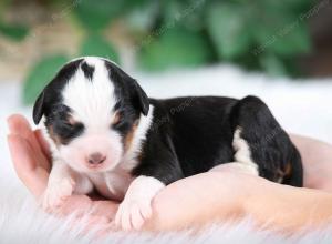 tri-colored female mini bernedoodle near Chicago Illinois