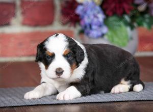 tri-colored female mini bernedoodle near Chicago Illinois