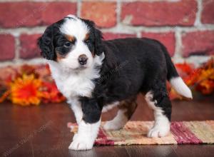 tri-colored female mini bernedoodle near Chicago Illinois