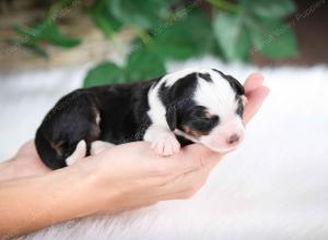 tri-colored female mini bernedoodle near Chicago Illinois