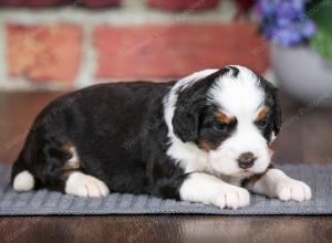 tri-colored female mini bernedoodle near Chicago Illinois