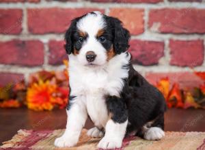 tri-colored female mini bernedoodle near Chicago Illinois