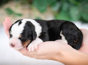 tri-colored female mini bernedoodle near Chicago Illinois