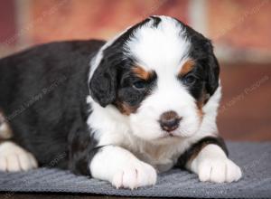 tri-colored female mini bernedoodle near Chicago Illinois