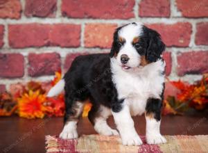 tri-colored female mini bernedoodle near Chicago Illinois