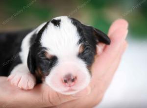 tri-colored female mini bernedoodle near Chicago Illinois