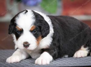 tri-colored female mini bernedoodle near Chicago Illinois