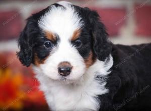 tri-colored female mini bernedoodle near Chicago Illinois