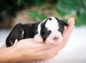 tri-colored female mini bernedoodle near Chicago Illinois