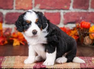 tri-colored female mini bernedoodle near Chicago Illinois