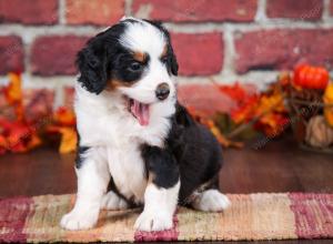 tri-colored female mini bernedoodle near Chicago Illinois