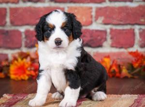 tri-colored female mini bernedoodle near Chicago Illinois