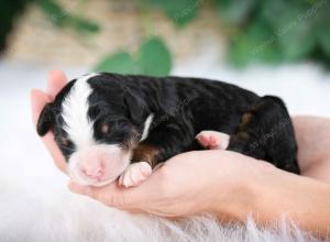 tri-colored male mini bernedoodle near Chicago Illinois