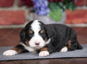 tri-colored male mini bernedoodle near Chicago Illinois