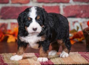 tri-colored male mini bernedoodle near Chicago Illinois