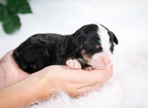 tri-colored male mini bernedoodle near Chicago Illinois