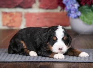 tri-colored male mini bernedoodle near Chicago Illinois