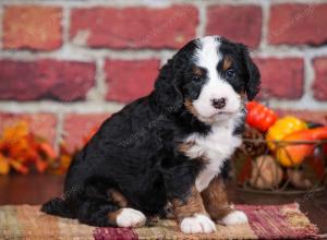 tri-colored male mini bernedoodle near Chicago Illinois