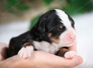 tri-colored male mini bernedoodle near Chicago Illinois