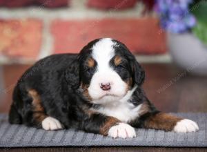 tri-colored male mini bernedoodle near Chicago Illinois